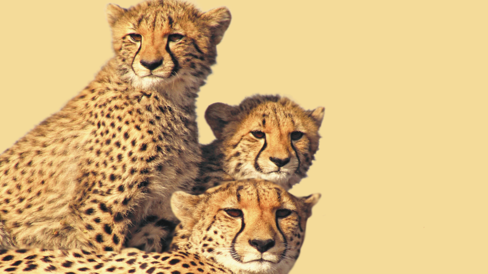 Reintroduction of Cheetah in India to Strengthen the Biodiversity – AG