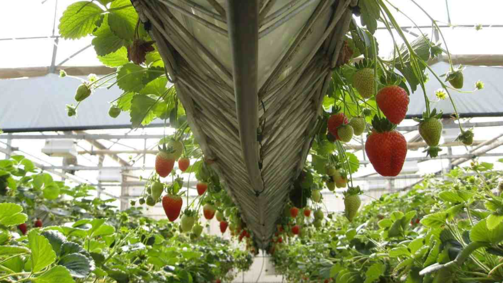 Indian Horticulture Sector Shows Record Efficiency and Enhanced Productivity with Steady Growth Pattern